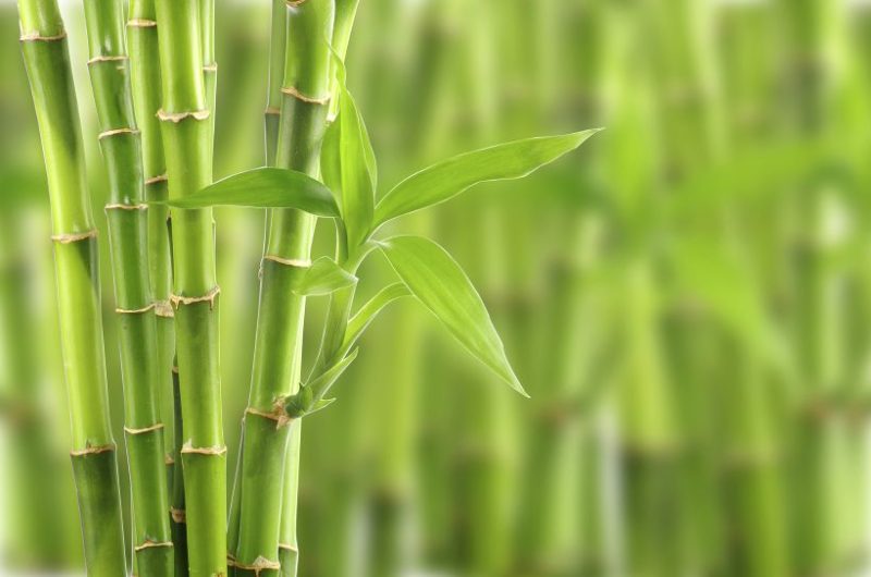 green-bamboo-of-Assam