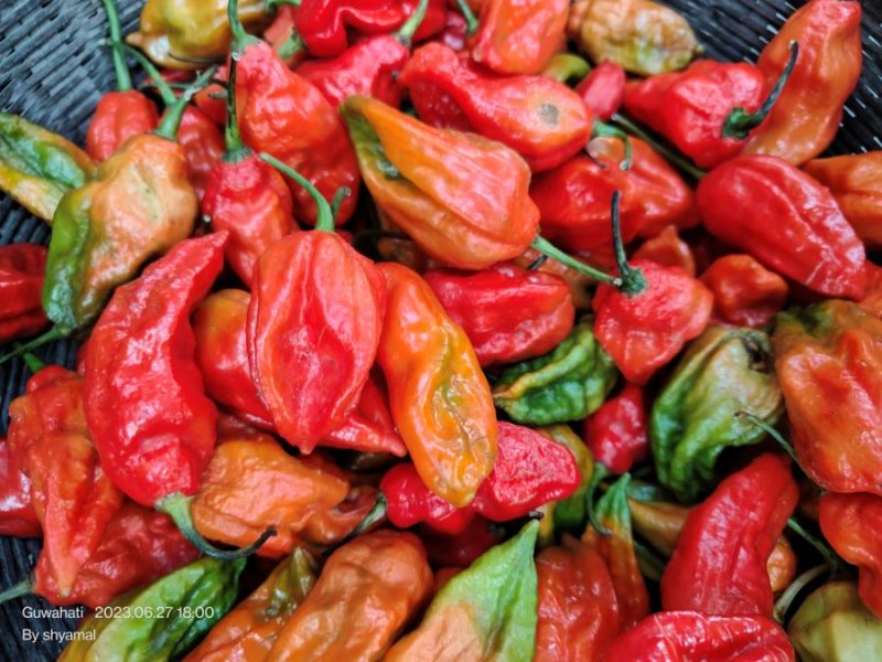 Bhut-Jalakiya-Ghost-Pepper-of-Assam