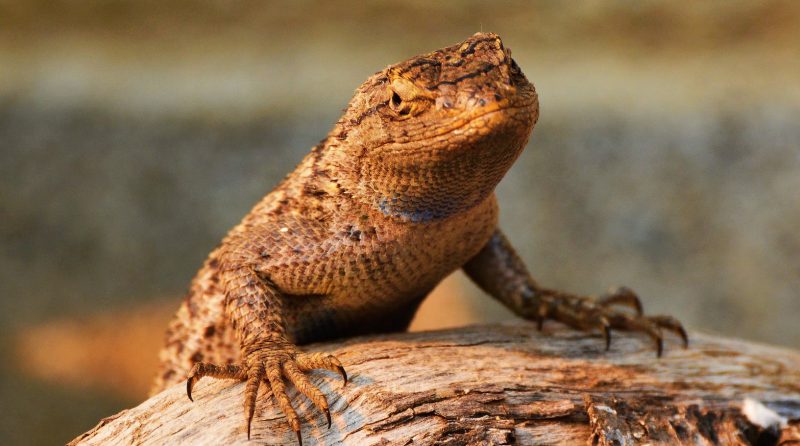 Department of Zoology, Gauhati University.