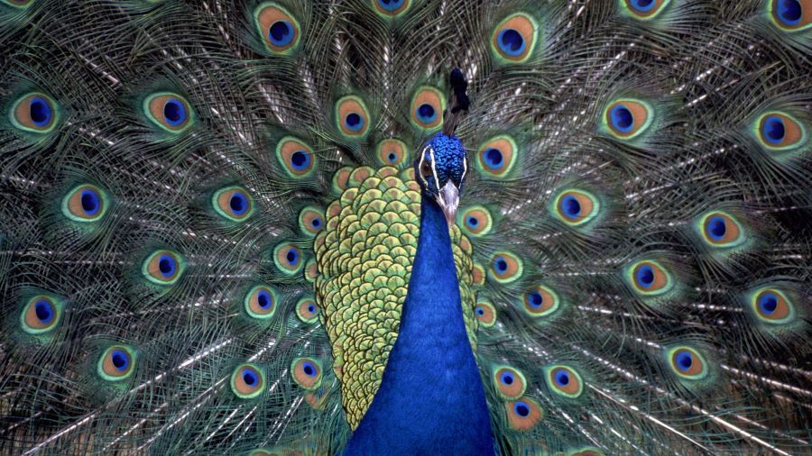 National Bird of India- Peacock