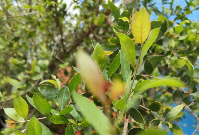 Jetuka Mehendi Heena – Natural beauty secrets of Assam