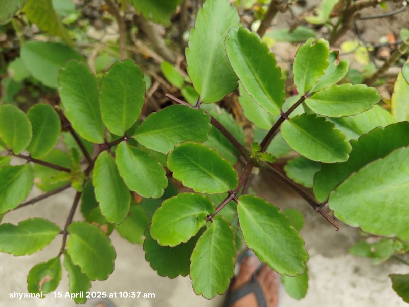 Dissolve Kidney Stones by Natural Therapy