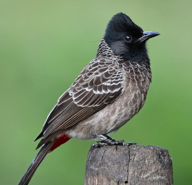 Red-vented Bulbul - Birds of Assam