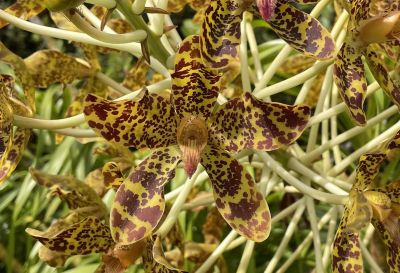 World’s Largest Orchid : Grammatophyllum speciosum