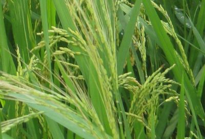 Borjuli Biodiversity Heritage Site, Assam: Wild Rice Conservation