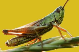 Common Insects of Assam and North East India
