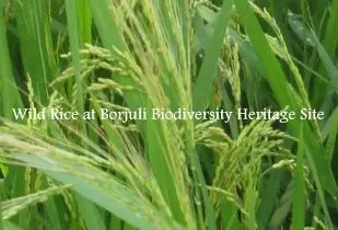 Borjuli Biodiversity Heritage Site, Assam: Wild Rice Conservation